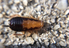 Chorisoneura texensis