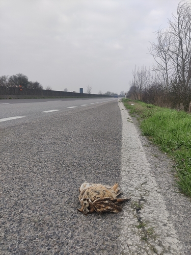 View observation of {o.common_name} on iNaturalist