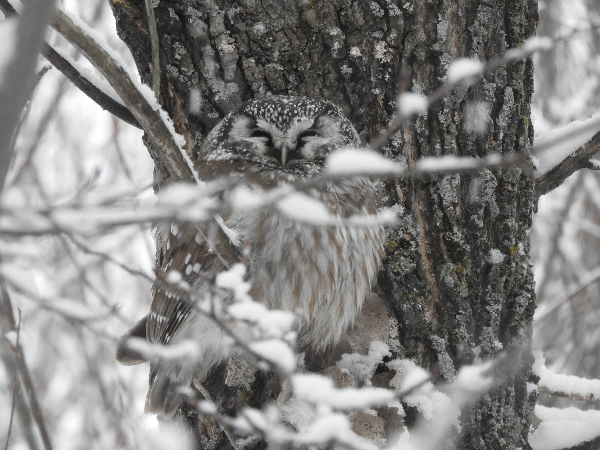 Boreal Owl