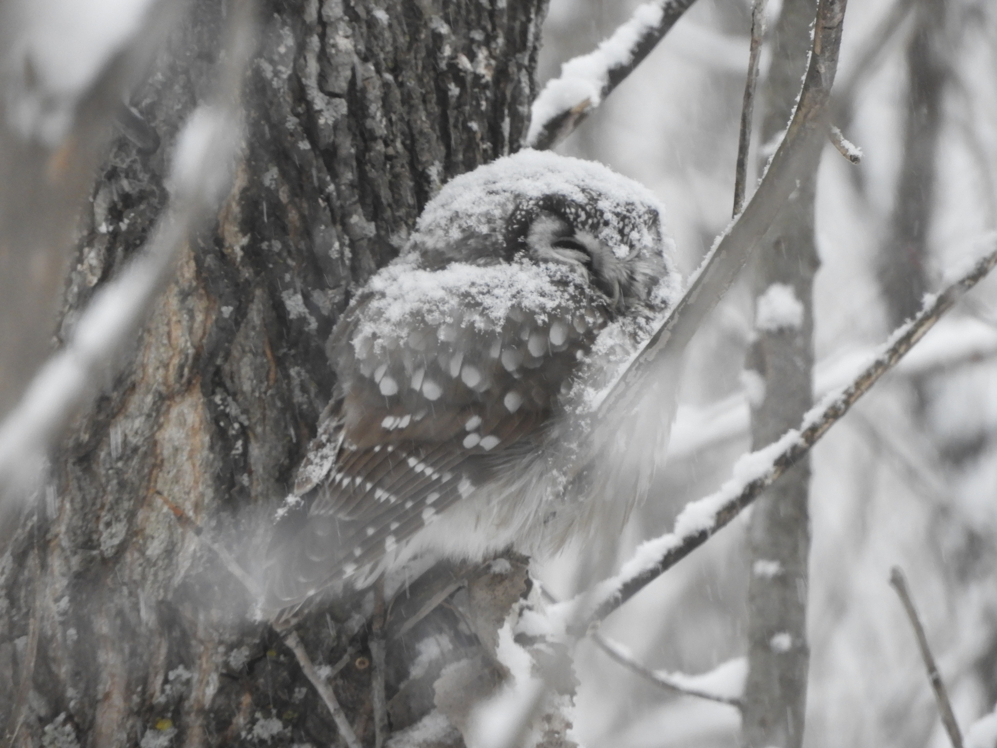 Boreal Owl