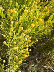 Pulicaria glutinosa