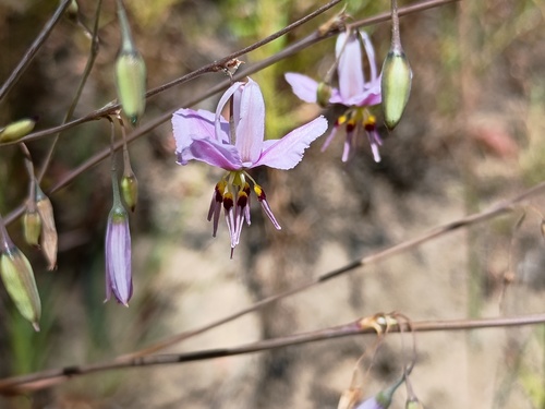 Nodding Chocolate Lily (Arthropodium fimbriatum)