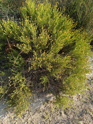 Pulicaria glutinosa, photograph 2