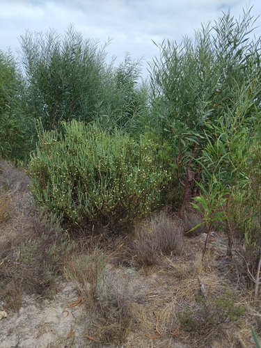 Capeflats Conebush (Leucadendron levisanus)
