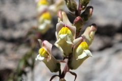Antirrhinum siculum
