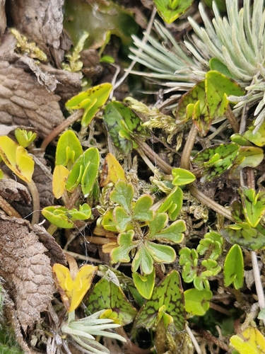 Ranunculus enysii, photograph 4