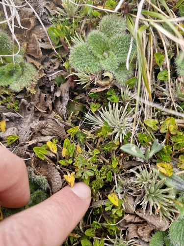 Ranunculus enysii, photograph 5