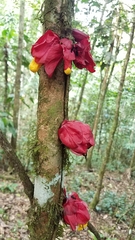 Drymonia coccinea