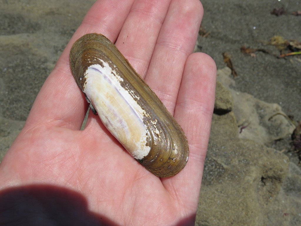 Hard Razor Clam