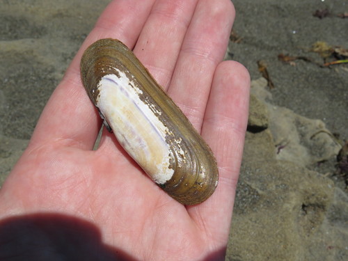Hard Razor Clam