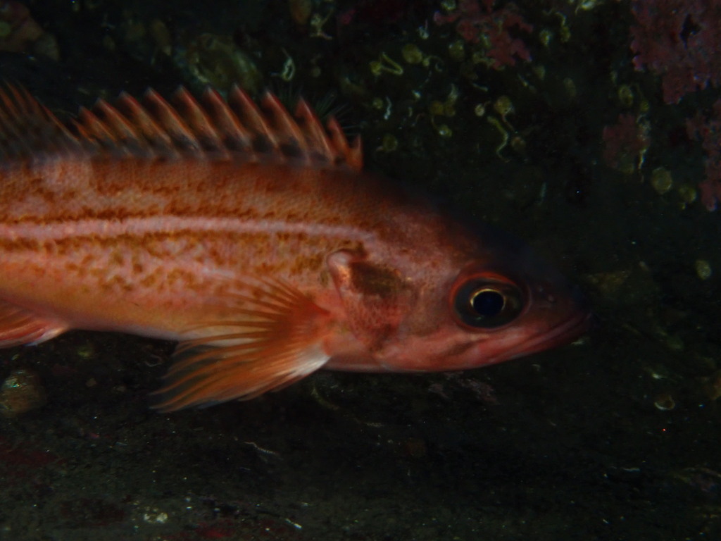 Redstripe rockfish (Sebastes proriger) — Sebastidae