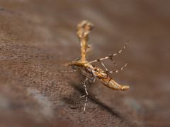 Nippoptilia cinctipedalis