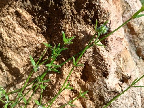 variable stinkweed (Opercularia varia)