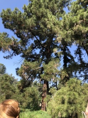Pinus canariensis