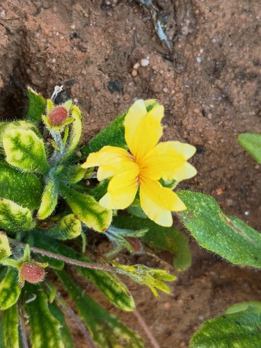 Bent Goodenia (Goodenia geniculata)