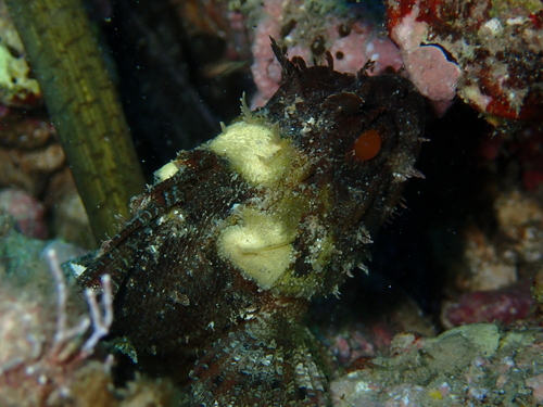 Scorpaena porcus