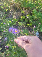 (c) Dmitriy Bochkov, some rights reserved (CC BY) Aster maackii, photograph (c) Dmitriy Bochkov, some rights reserved (CC BY)