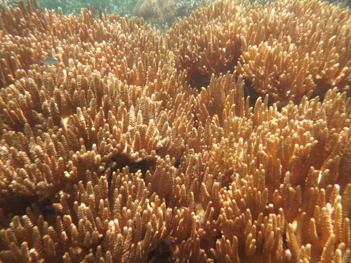 Lobophytum observed 2026-02-15