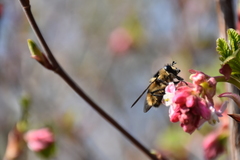 Criorhina nigripes