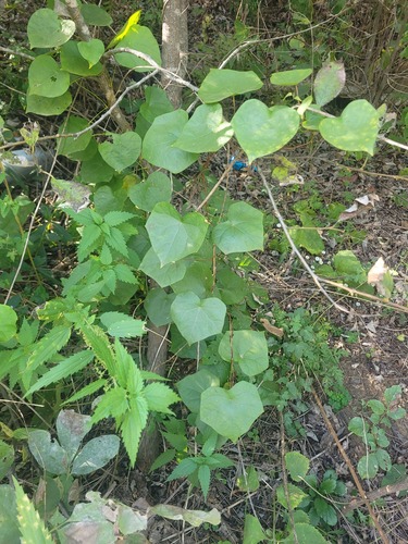 asian moonseed (Menispermum dauricum)