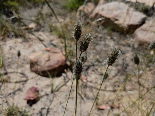 foxtail mulga grass (Neurachne alopecuroidea)