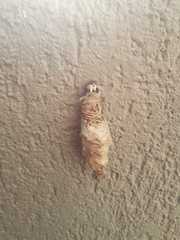 Lepidoptera