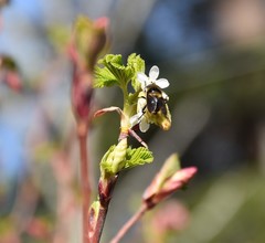 Criorhina nigripes