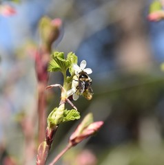 Criorhina nigripes