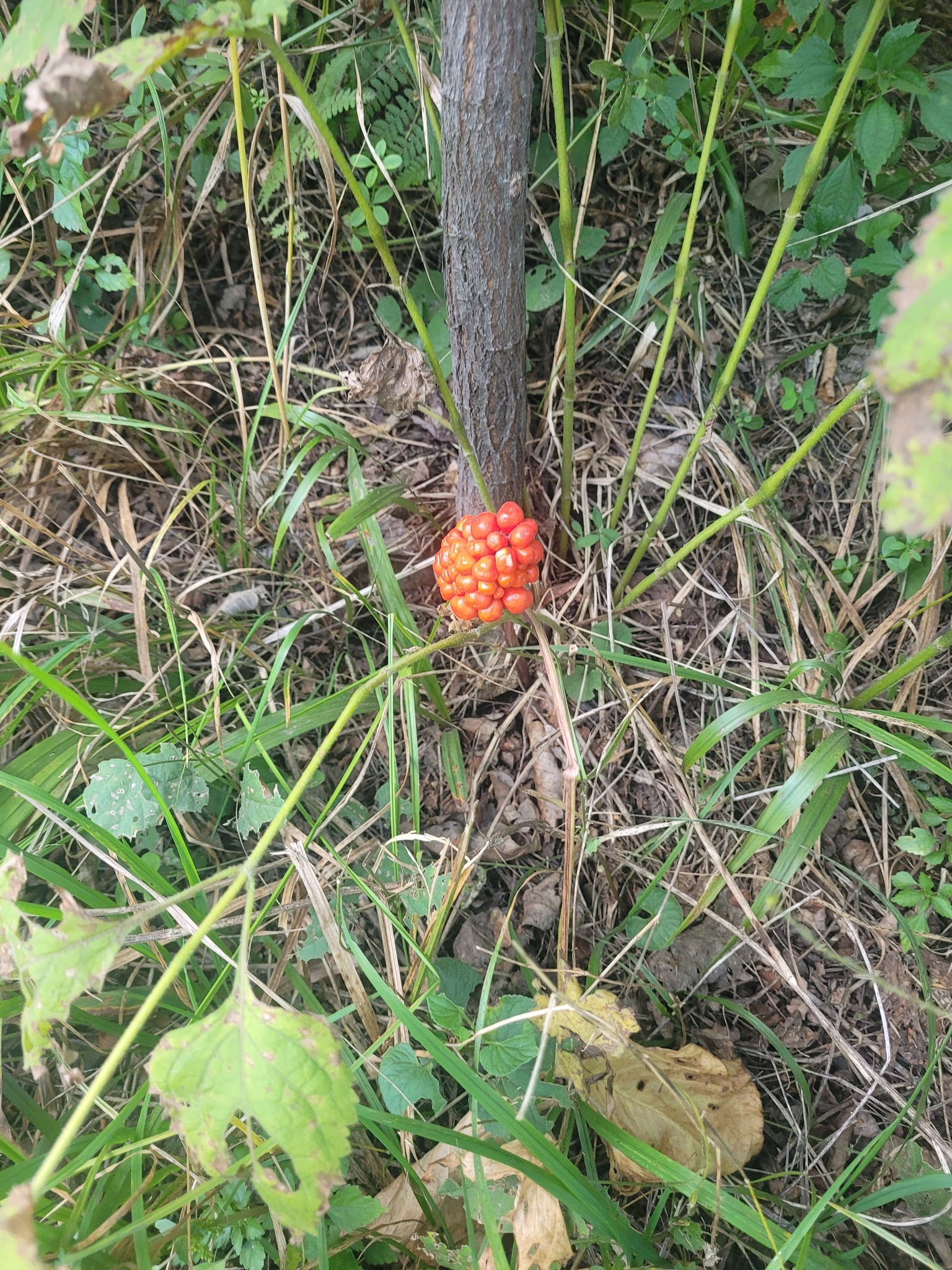 Amur Jack-In-The-Pulpit (Arisaema amurense)