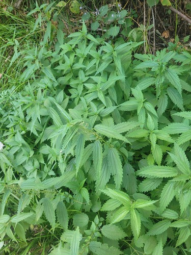 East-Asian Nettle (Urtica angustifolia)