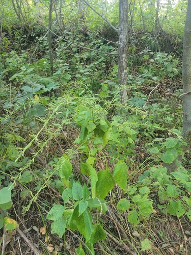 Tatarinow's rattlesnake root (Nabalus tatarinowii)