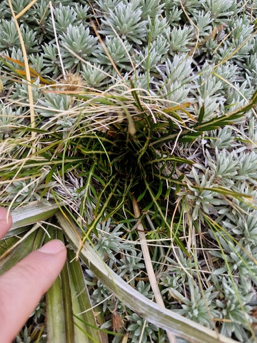 Aciphylla pinnatifida, photograph 6