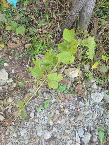 American lopseed (Phryma leptostachya)
