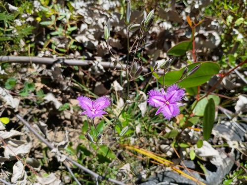 Common Fringe-lily (Thysanotus tuberosus)