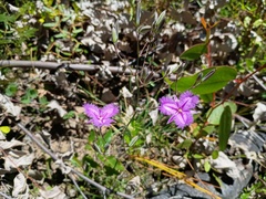 Thysanotus tuberosus, photograph (c) grampianshiker, some rights reserved (CC BY)