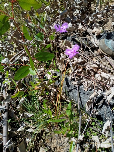 Thysanotus tuberosus, photograph 6