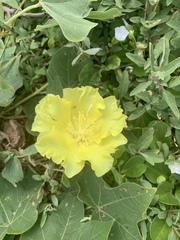 Gossypium tomentosum