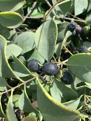 Santalum ellipticum