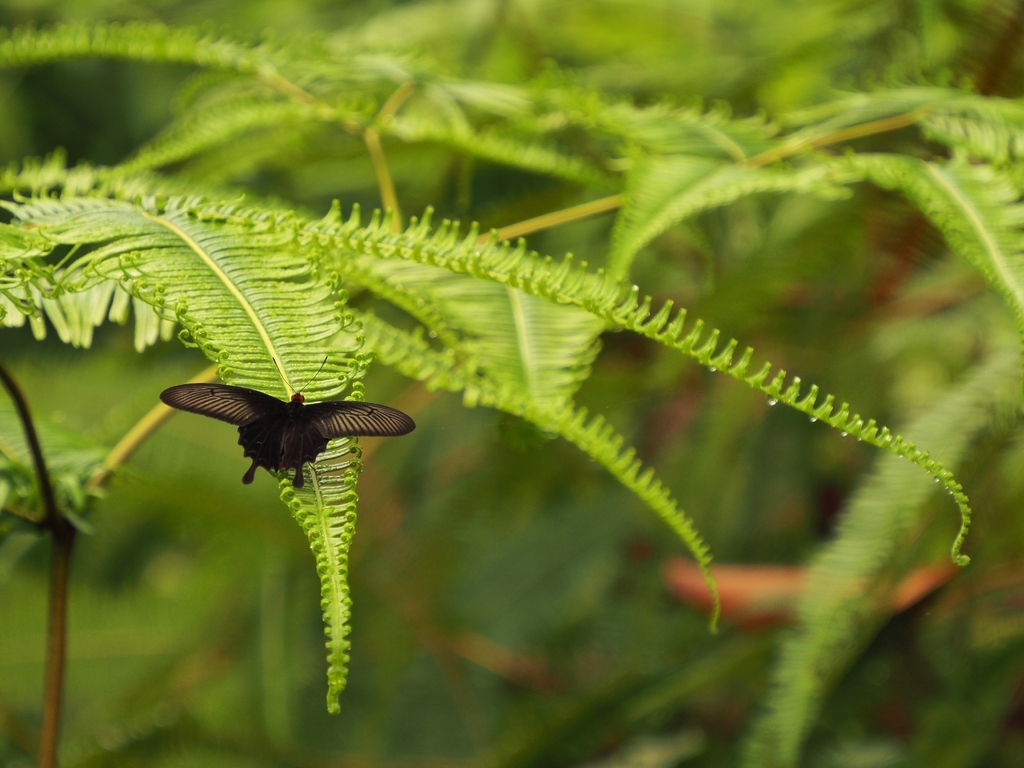 Black Rose (Pachliopta antiphus)