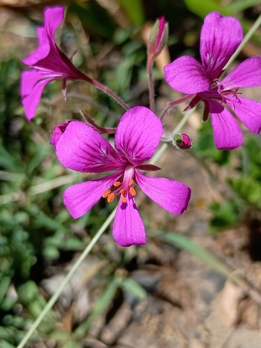 magenta stork's-bill (Pelargonium rodneyanum)