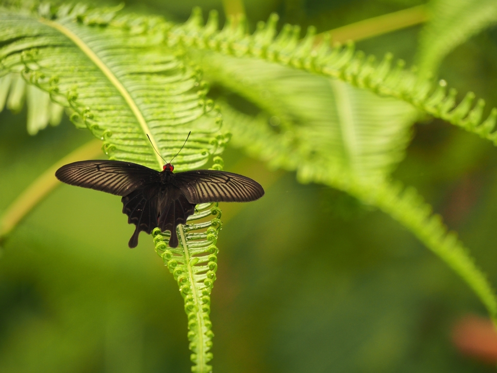 Black Rose (Pachliopta antiphus)