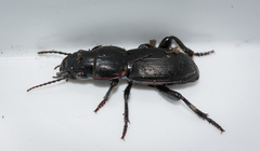 Secatophus australis