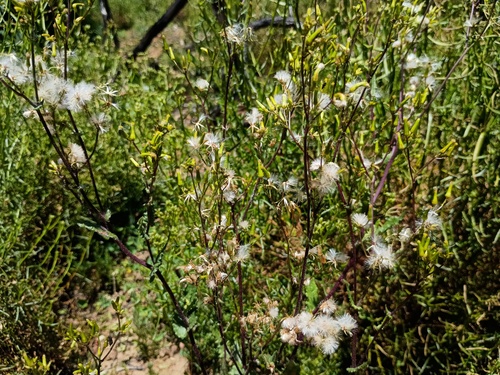 fireweed (Senecio picridioides)