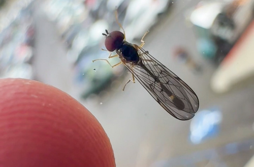 Unknown species found near Cal Poly Humboldt, Arcata, CA, US