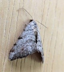 Macaria quadrilinearia