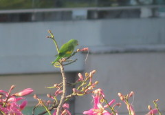 Brotogeris chiriri