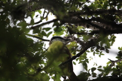 Pitangus sulphuratus