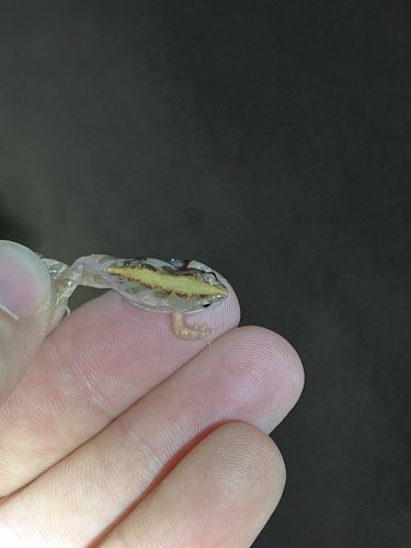 Boettger's dainty frog