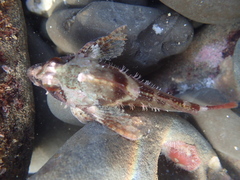 Oligocottus rubellio