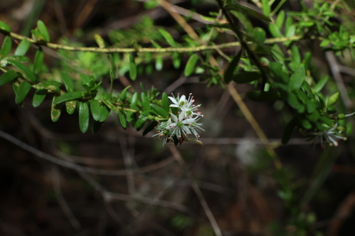 Moogerah phebalium (Leionema gracile)